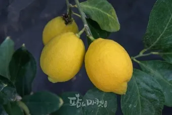 레몬 재배 화분 재배 실내 월동 가지 치기_4