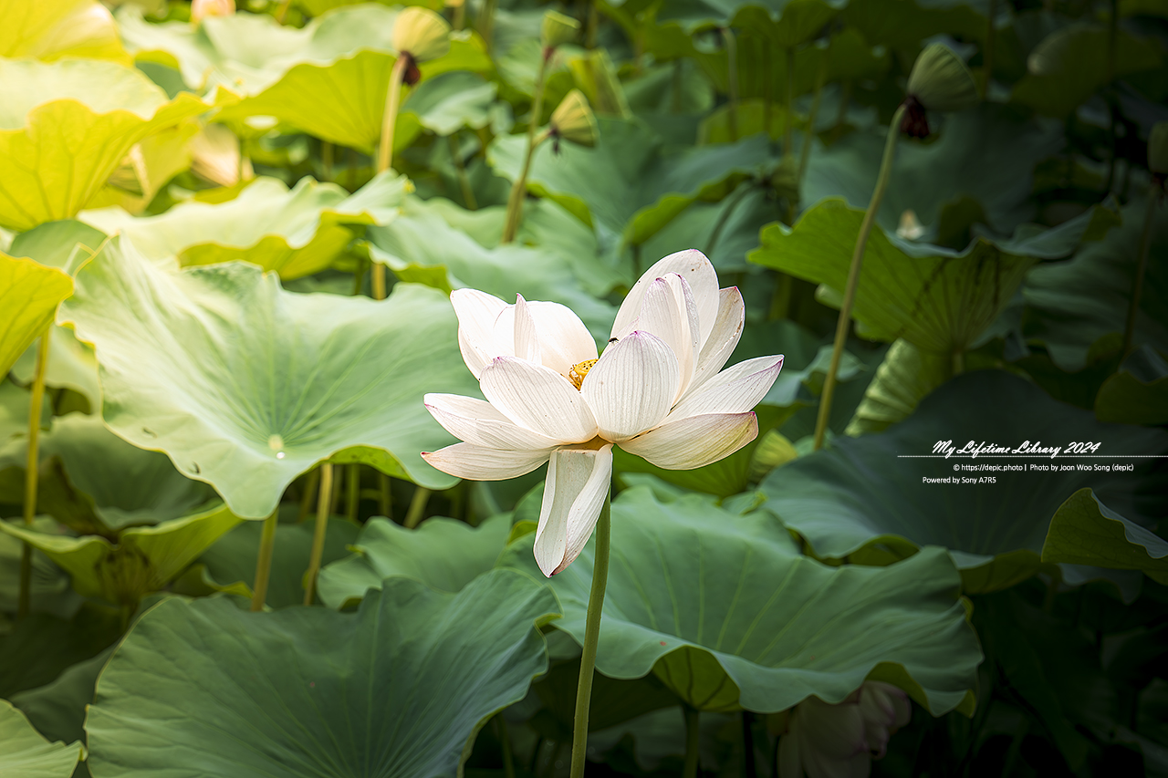 부여 궁남지 연꽃