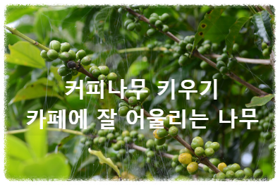 커피나무 커피의 원료가 되다 카페에 잘 어울리는 나무