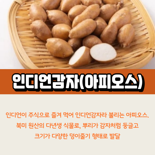 인디언감자