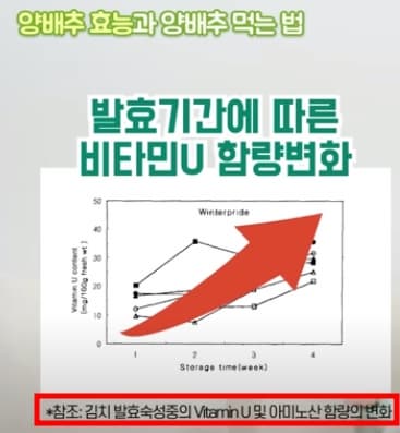양배추-효능