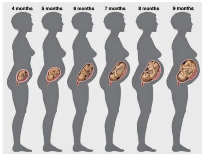 임신과 출산의 과정