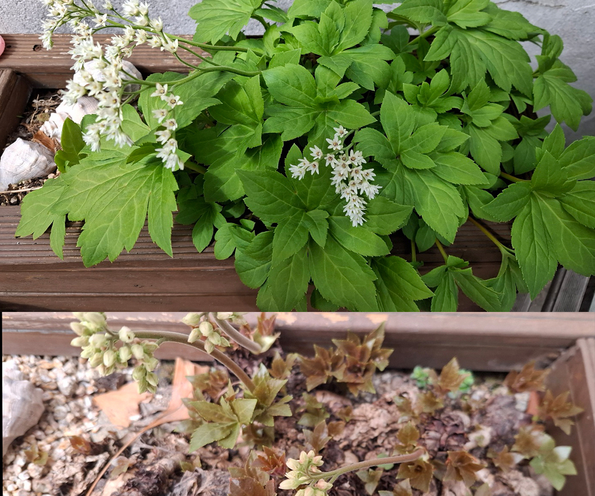 월동해서 피어난 돌 단퐁