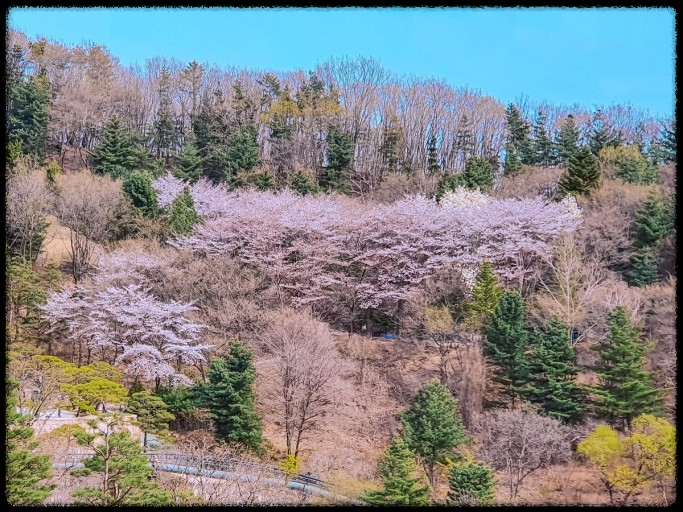 화담숲 데이트 - 벚꽃 아래서 힐링 여행! 