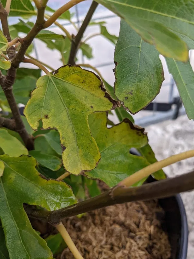 화분 잎타는 현상 예방 차광커튼 시간대조절 직사광관리 요령_2