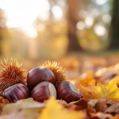 생밤 보관하는 방법2