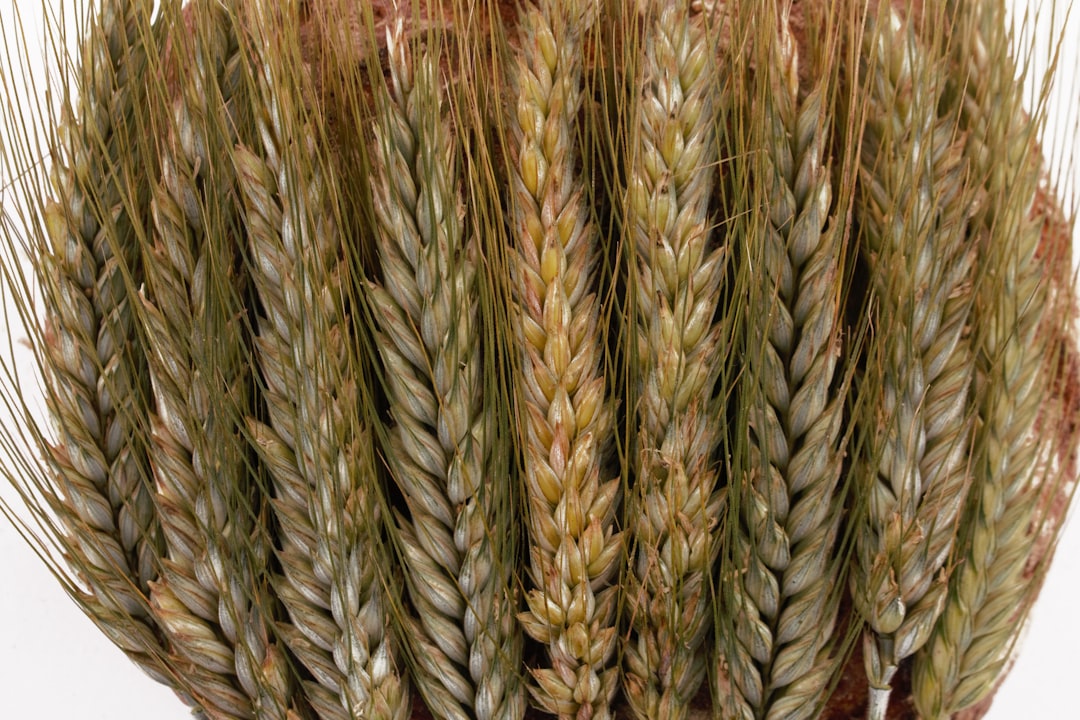 Barley