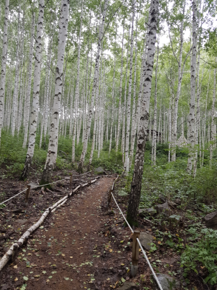 인제 자작나무숲