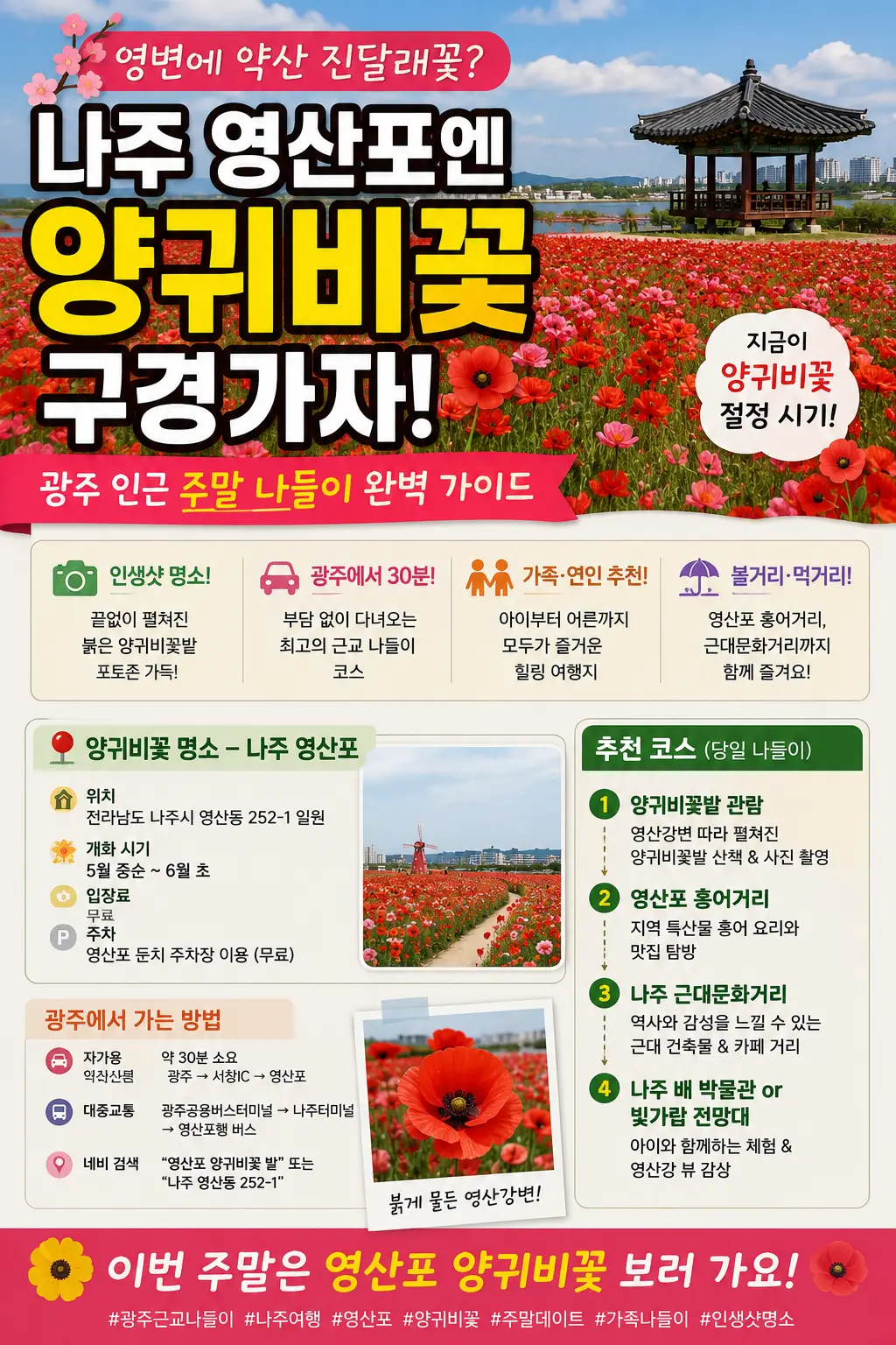 전국유일 양귀비꽃 천지인 영산포 강변둔치에 양귀비꽃 이미지