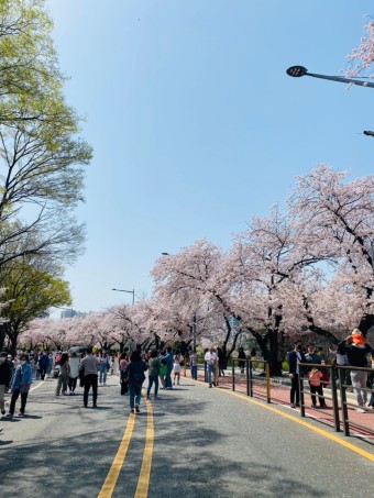여의도 벚꽃축제 일정