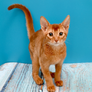 고양이-품종-17가지-종류-완벽-총정리