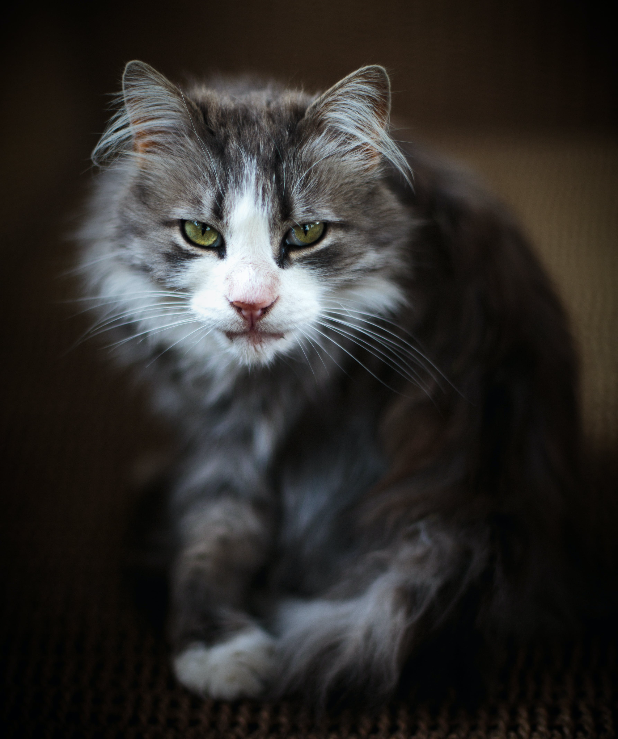 노르웨이숲 태비