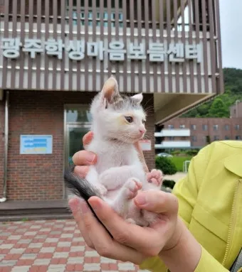 고양이 신경안정 약 영양제 음악_30