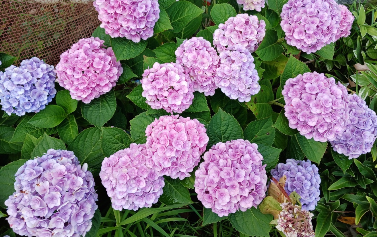 제천뜰근린공원