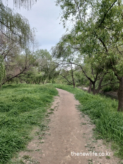 서울 여의도 샛강생태공원의 푸른 풀숲과 진흙 흙길이 어우러진 풍경, 맨발 걷기로 몸과 마음을 회복할 수 있는 조용한 자연 산책길