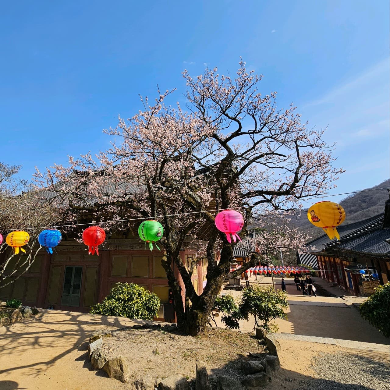 [4월 봄꽃 여행]순천 선암사❘진달래, 겹벚꽃, 홍매화, 개화시기