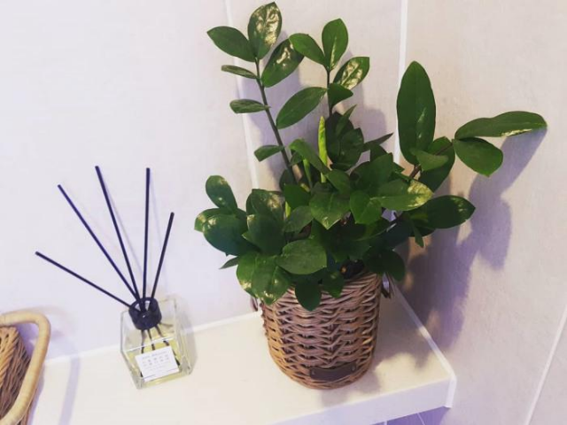 욕실인테리어 공기정화식물 금전수 돈나무