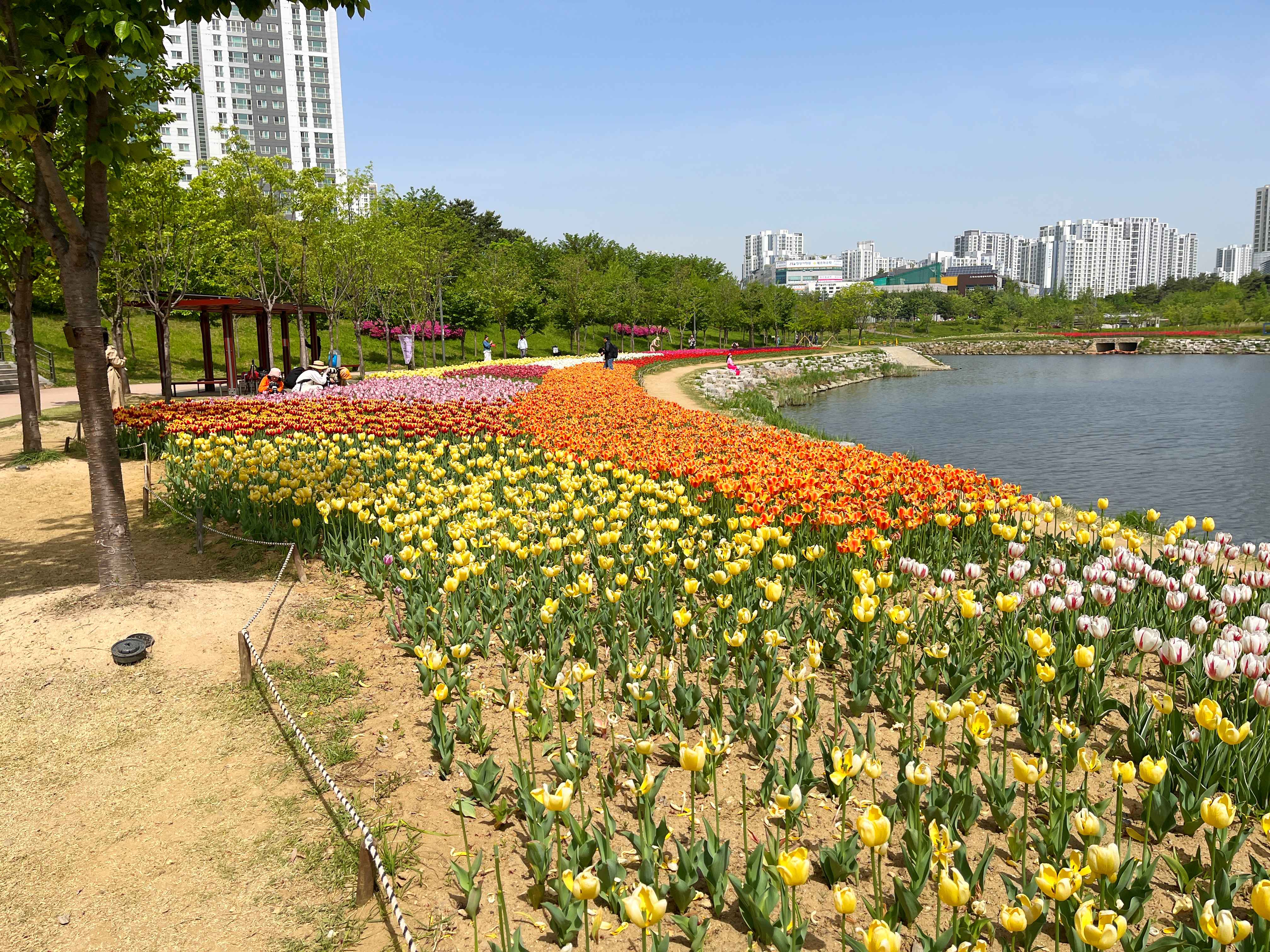 미사호수공원 튤립