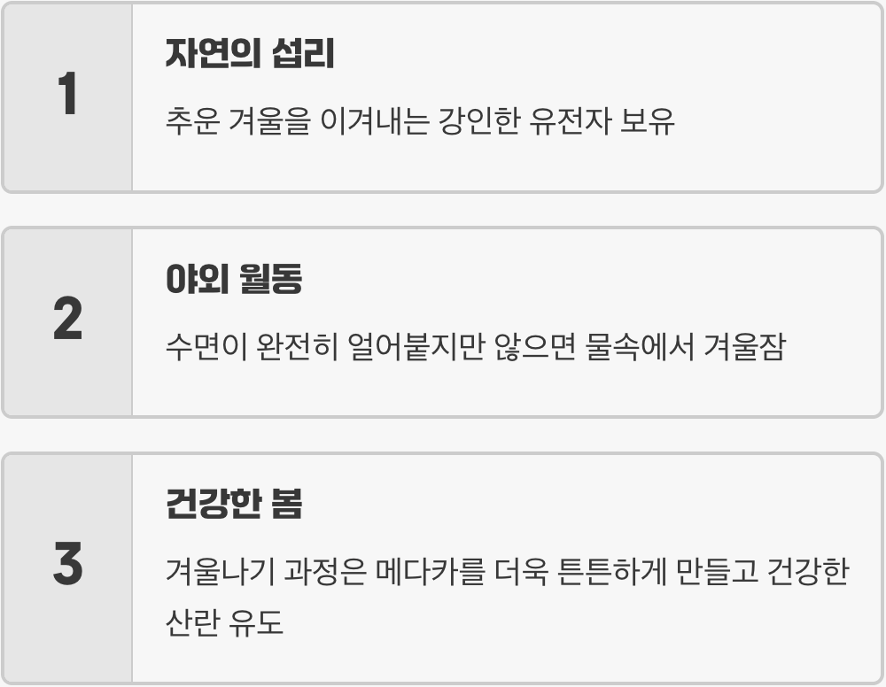 메다카 키우기의 화룡점정, 겨울나기