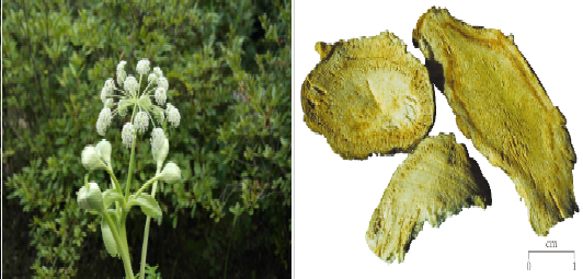 구릿대 꽃- 구릿대 뿌리 사진