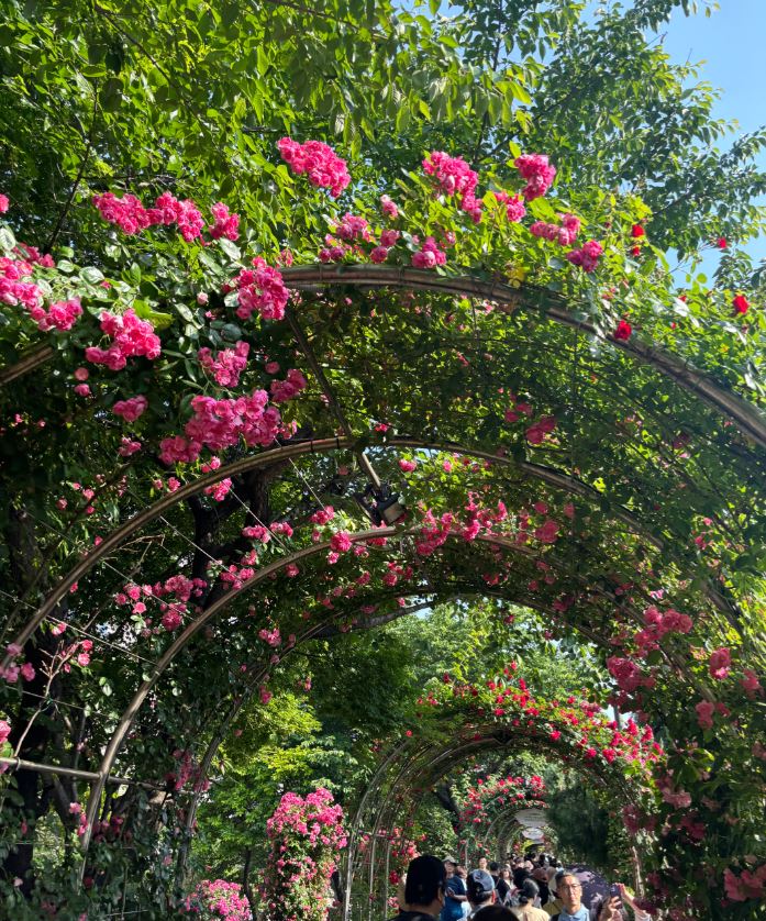 중랑 서울 장미축제 지도 찾아가는길 주차정보 프로그램 후기