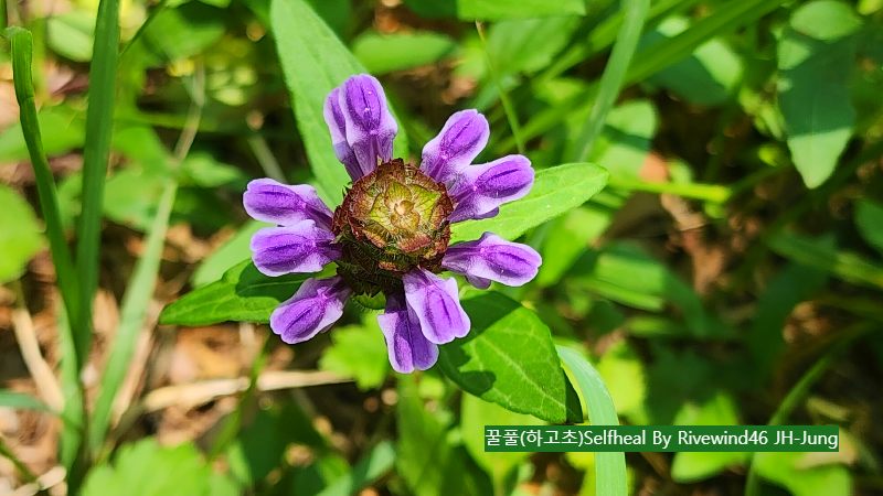 꿀풀(하고초)Selfheal