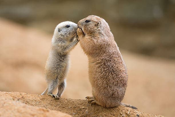 프레리독(Prairie Dog)의 습성과 반려동물로서의 장점