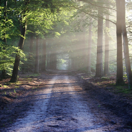영화 '오즈의 마법사'관련 이미지