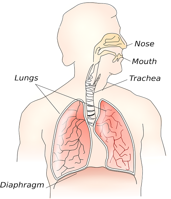 폐(Lungs)