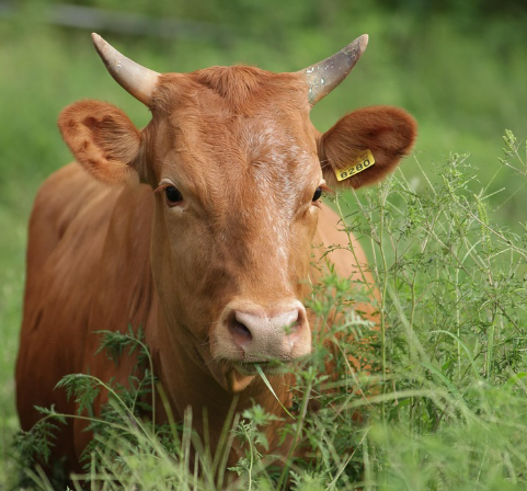 KBS 6시내고향 문경 약돌한우&amp;#44; 외가곶감&amp;#44; 속초횟집&amp;#44; 전통식초 초산정 