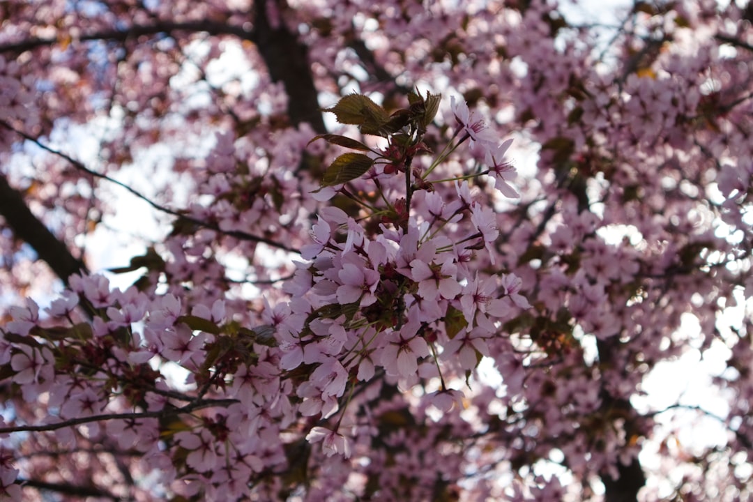 Cherry blossom.