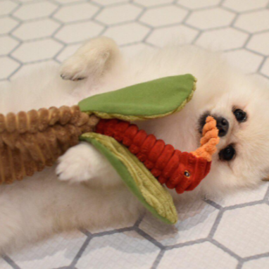 인형을 물고 배를 보이며 누워 있는 강아지