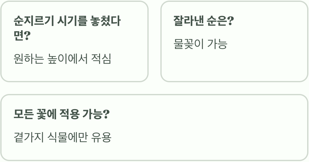 줄맨드라미 순지르기, 안 해주면 키만 껑충! (풍성하게 키우기)