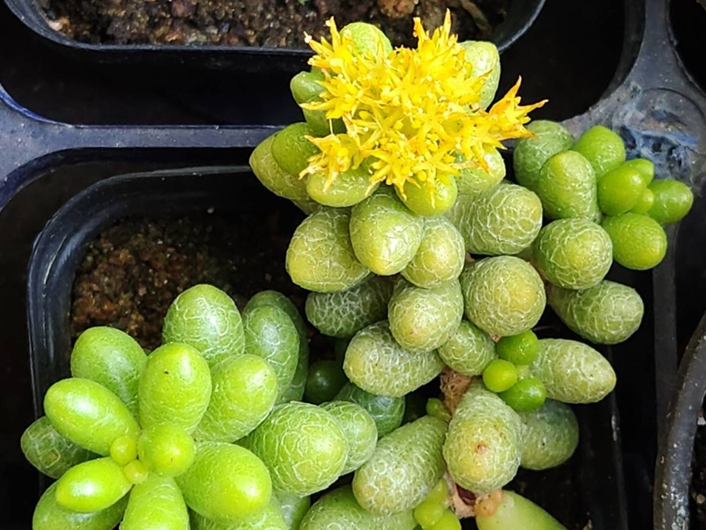 녹귀란 Sedum Hernandezii