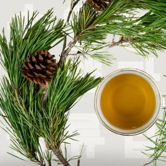 솔잎 효능수확기솔잎 효소 만드는법솔잎차세척활용법보관법까지_13