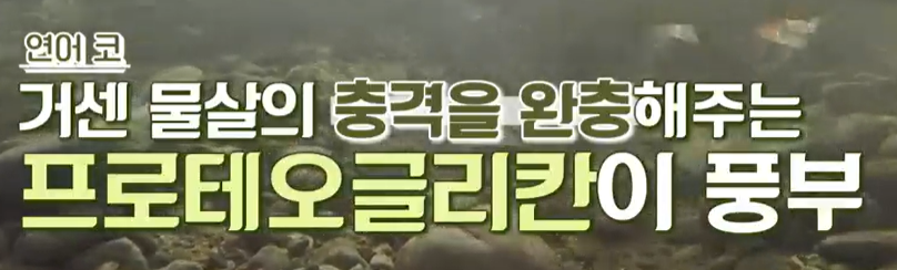 프로테오글리칸 추천 