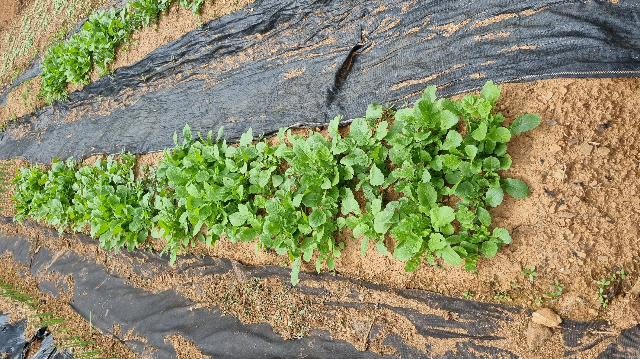 농사짓기 2월 3월에 심는 작물 7가지 파종시기