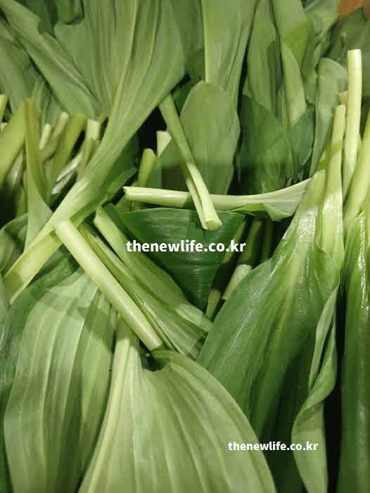 명이나물 효능 장 독소 배출 식이섬유