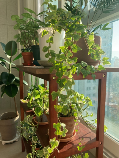 덩굴 식물 아이비