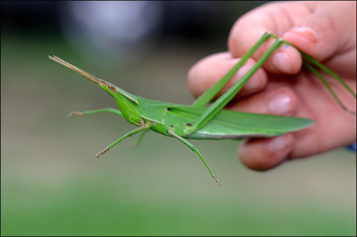 🦗 풀숲에서 만난 방아깨비, 여름날의 초록 손님