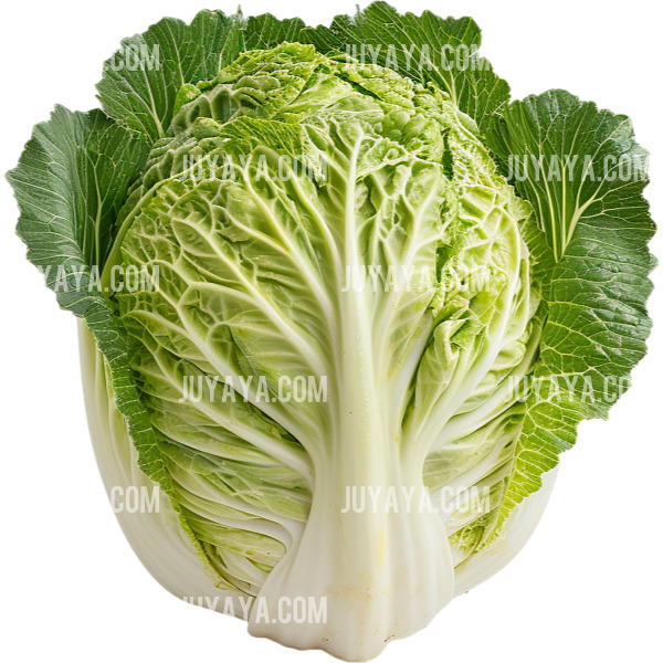 싱싱한 배추의 전체 모습&amp;#44; 윤기가 흐르는 잎사귀와 선명한 녹색이 돋보이는 모습.