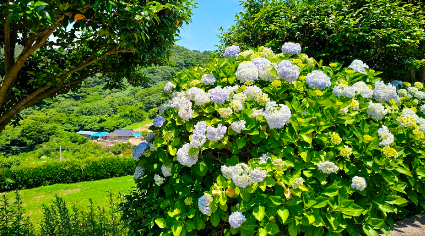6월, 수국이 물든 바다 마을 - 통영 연화도 수국 여행 총정리
