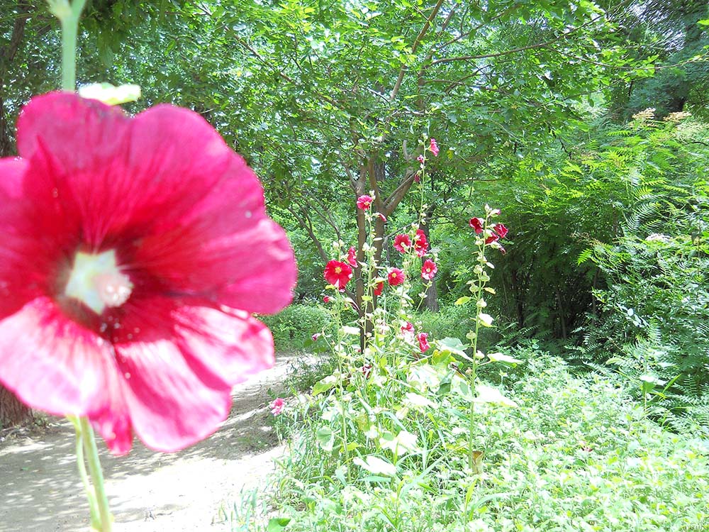 고은산 접시꽃(Hollyhock)