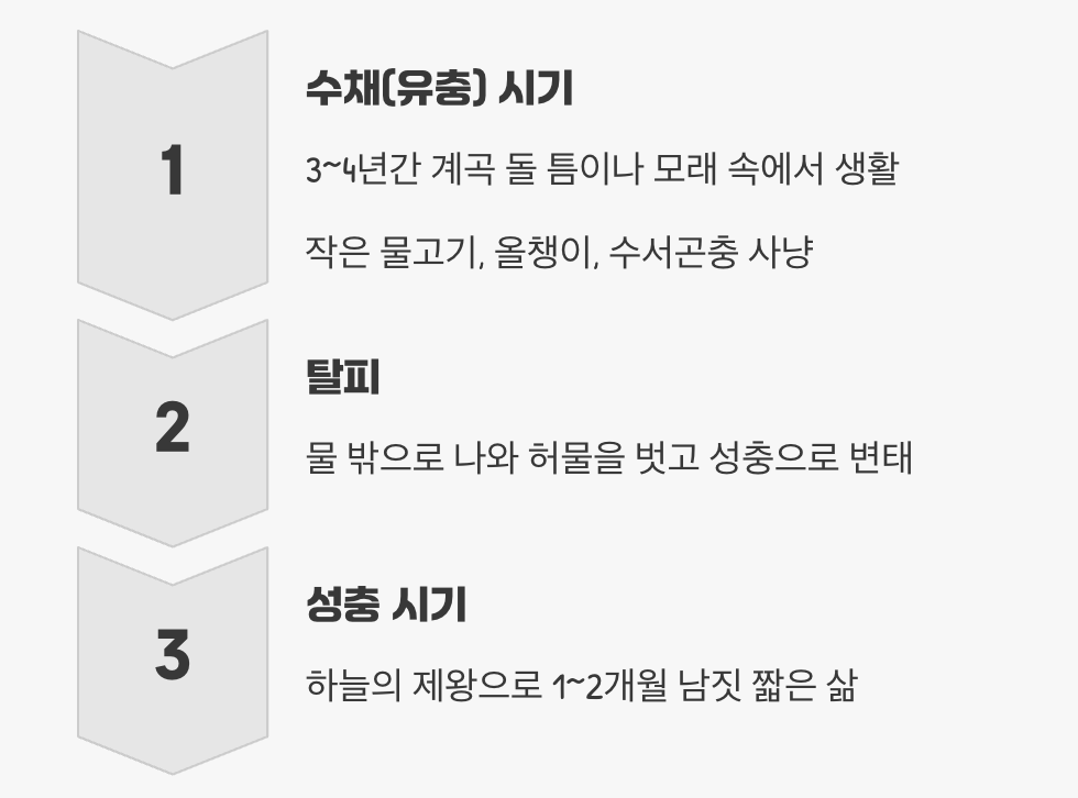 4년의 기다림, 그리고 한 달의 비행