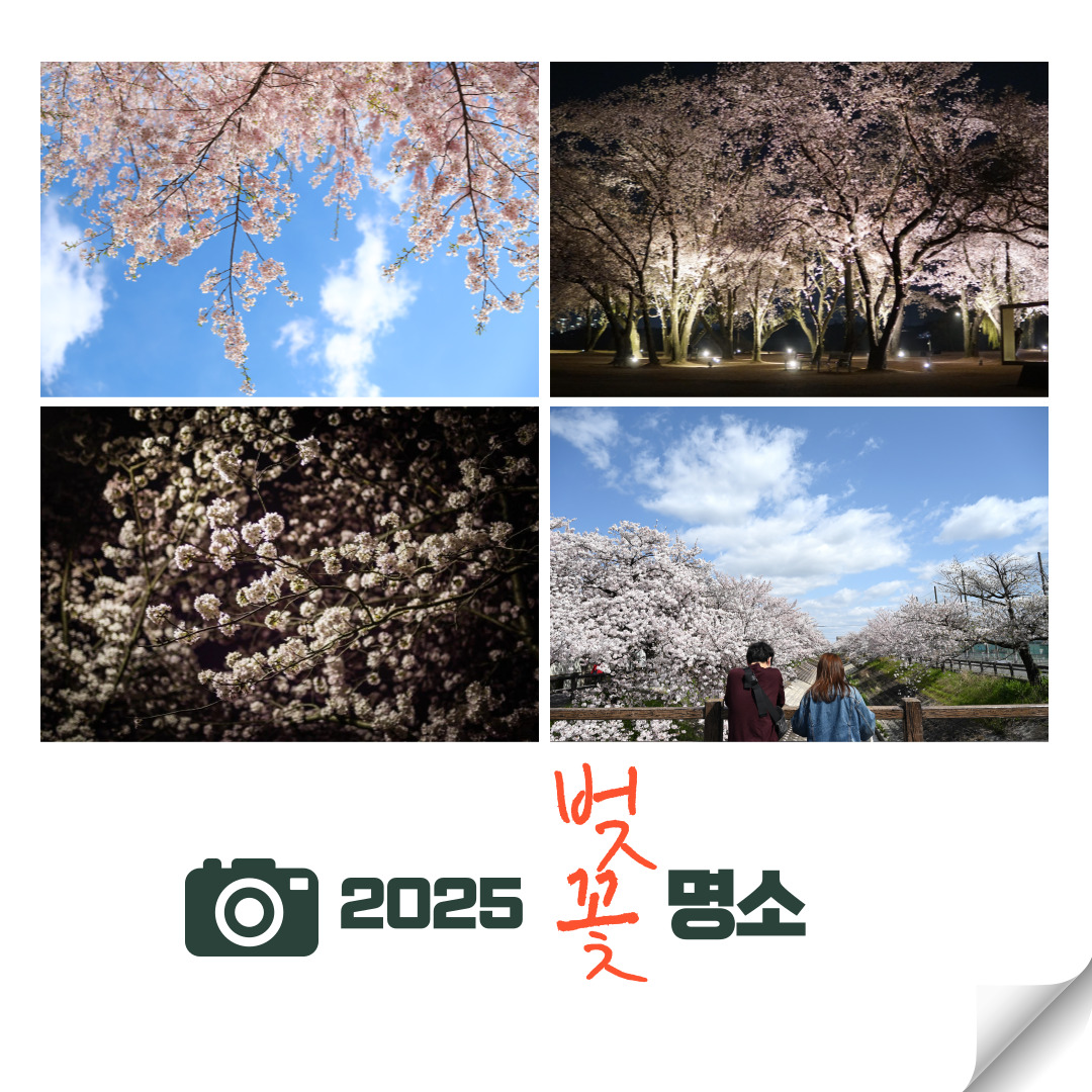 벚꽃 명소 사진 관련 이미지