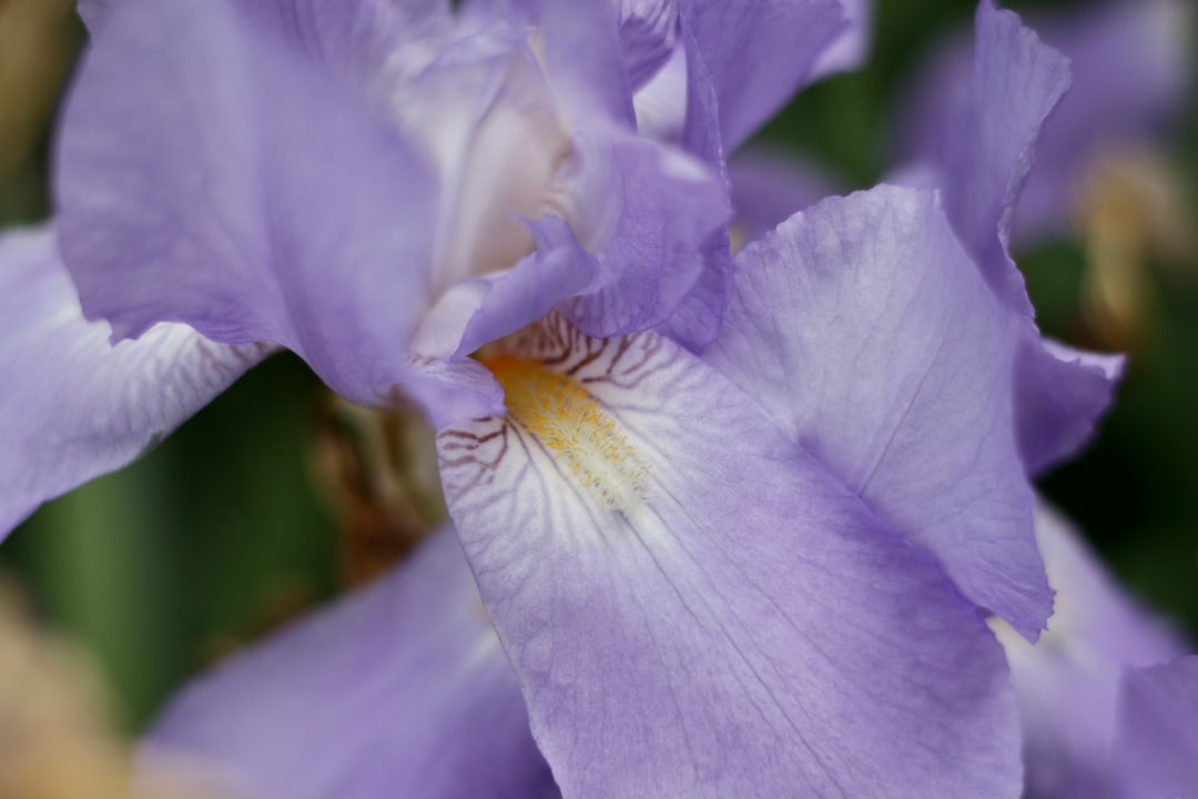 Iris.