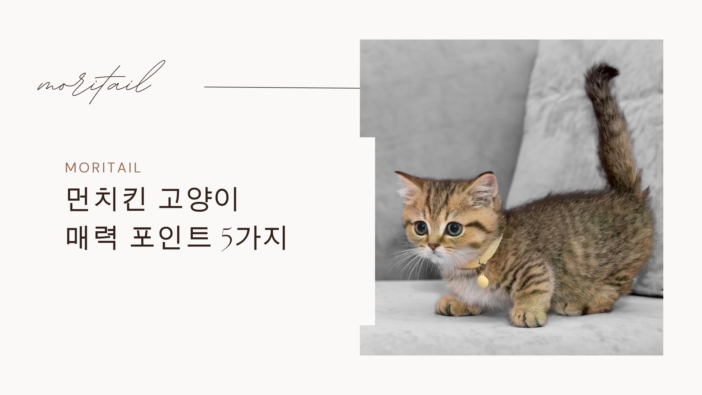 먼치킨 고양이 매력 포인트 5가지