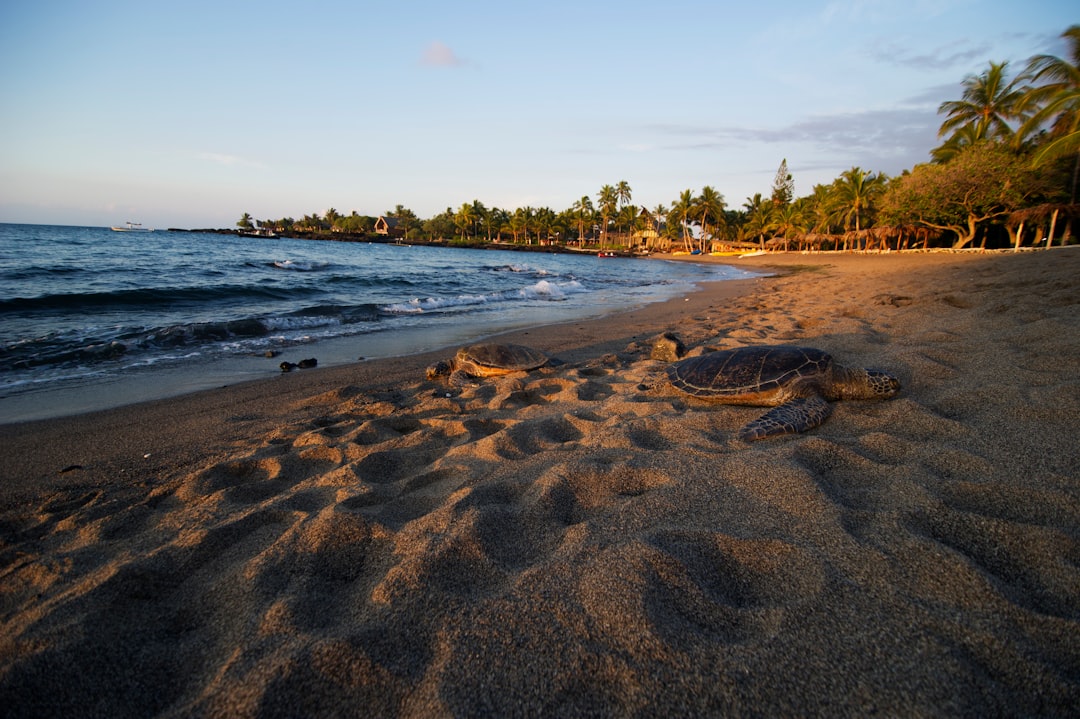 Kona
