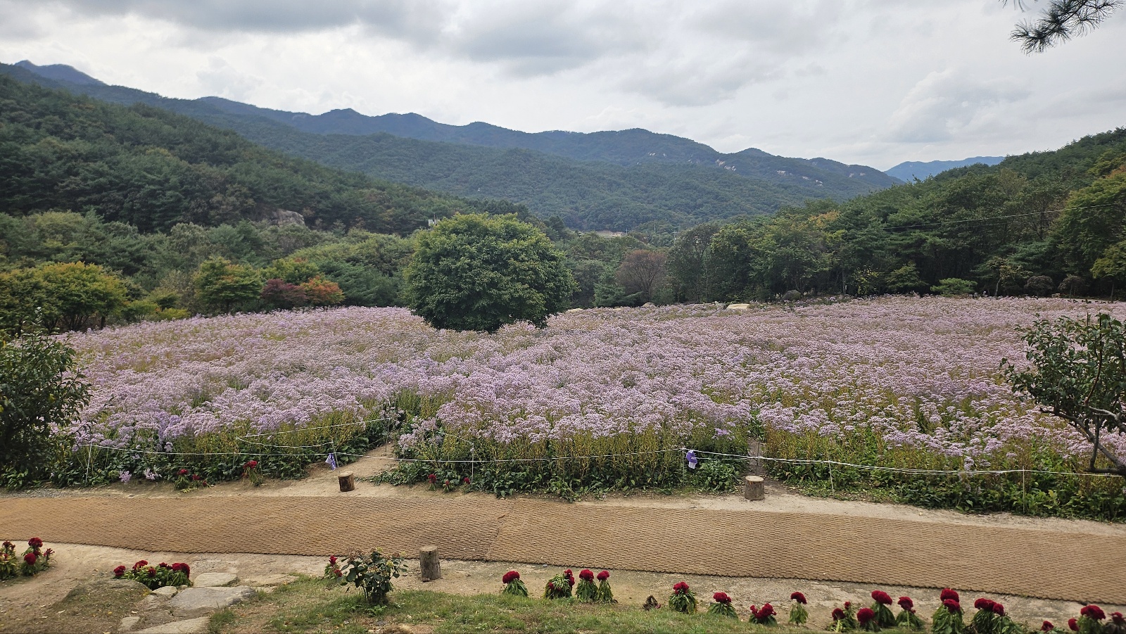 문희농원 꽃축제