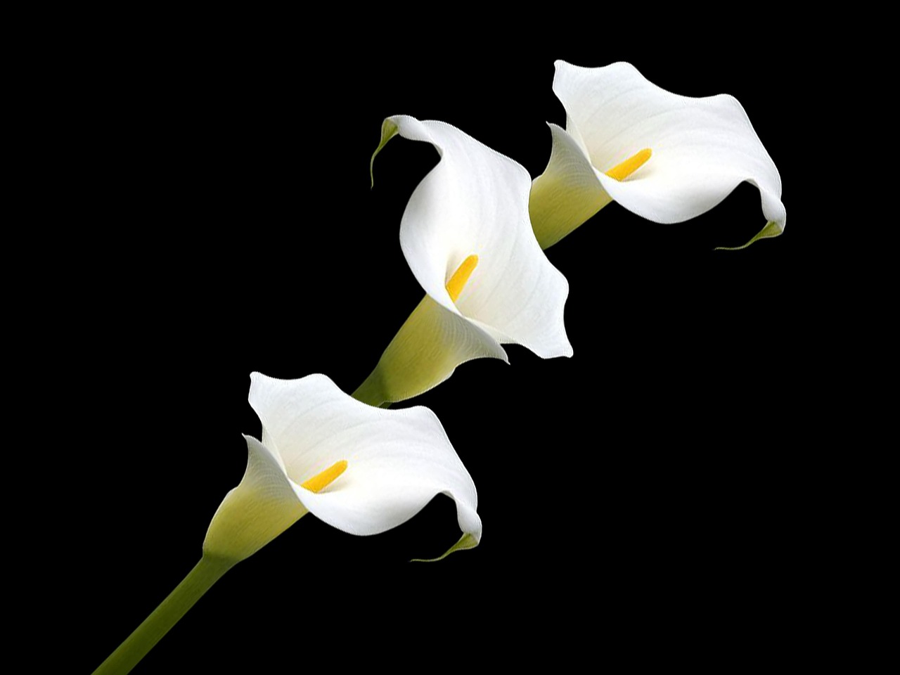 내일의 운세 띠별 운세 7월 15일, 나에게는 어떤 하루가 기다리고 있을까?